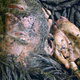 Illustration for article titled iGame Of Thrones/i leaves HBO GO in a bloody pile on the ground